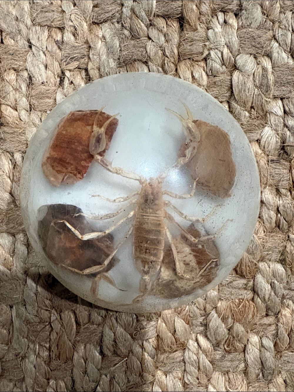 Unique Scorpion Paperweight in Clear Resin